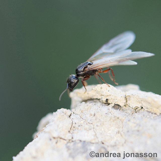 Flying ant